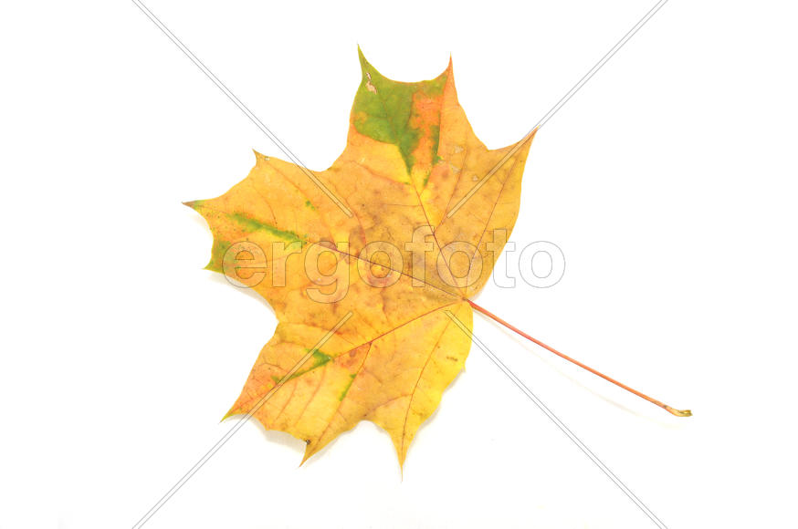 Кленовый лист на белом фоне