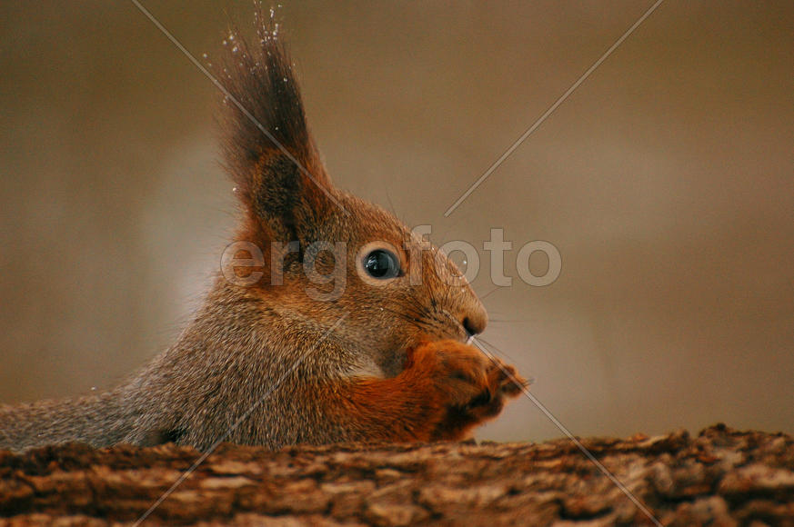 Белка что-то ест, сидя на дереве