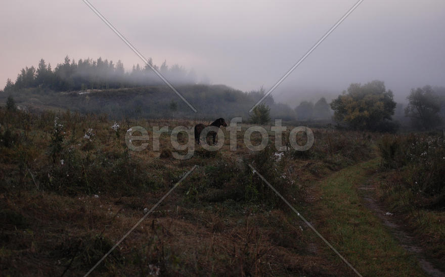 Лошадь и туманный рассвет