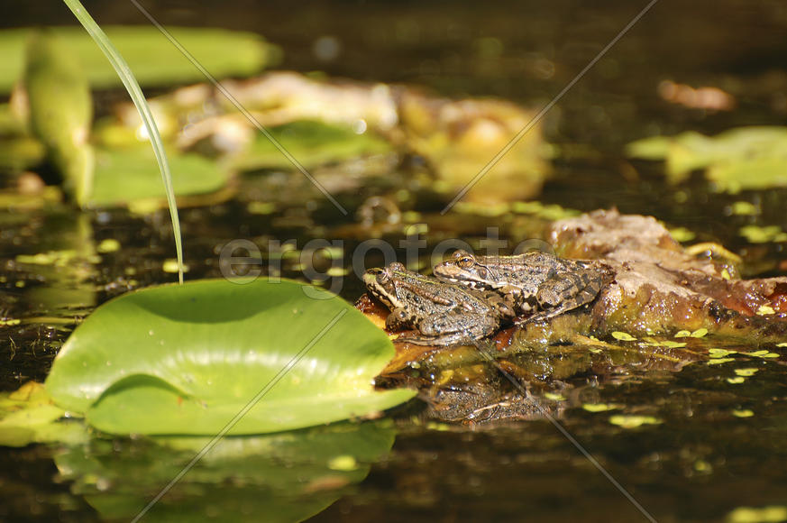 Лягушки греются на солнце