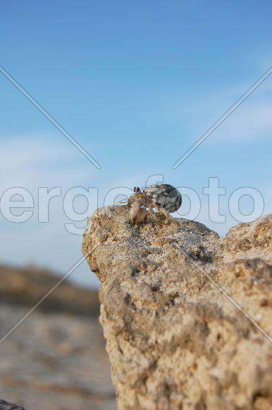 Рак отшельник смотрит в даль