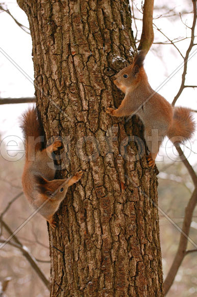 Беличьи игры