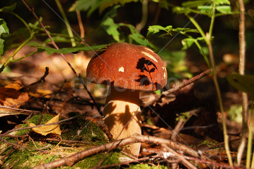 Белый гриб на лесной подстилке