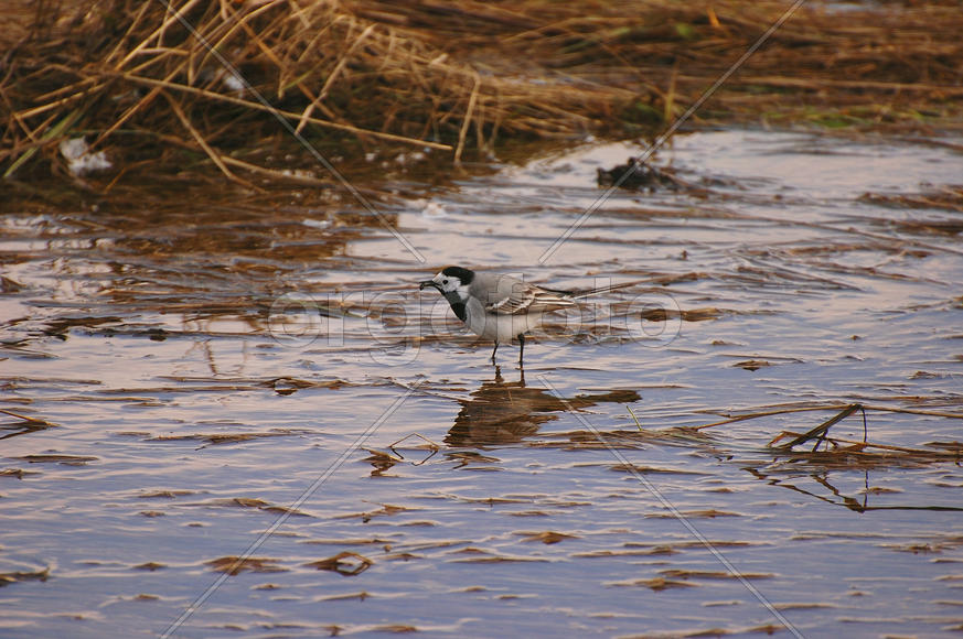Трясогузка в ручье