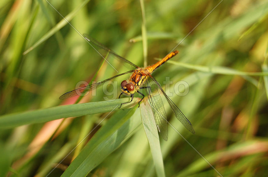 Стрекоза сидит в траве
