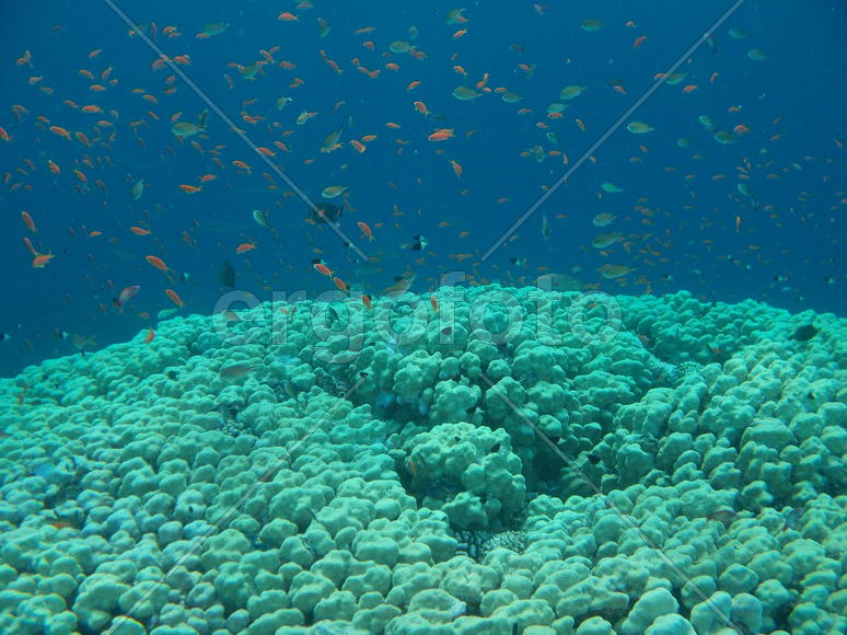 Рыбы и кораллы