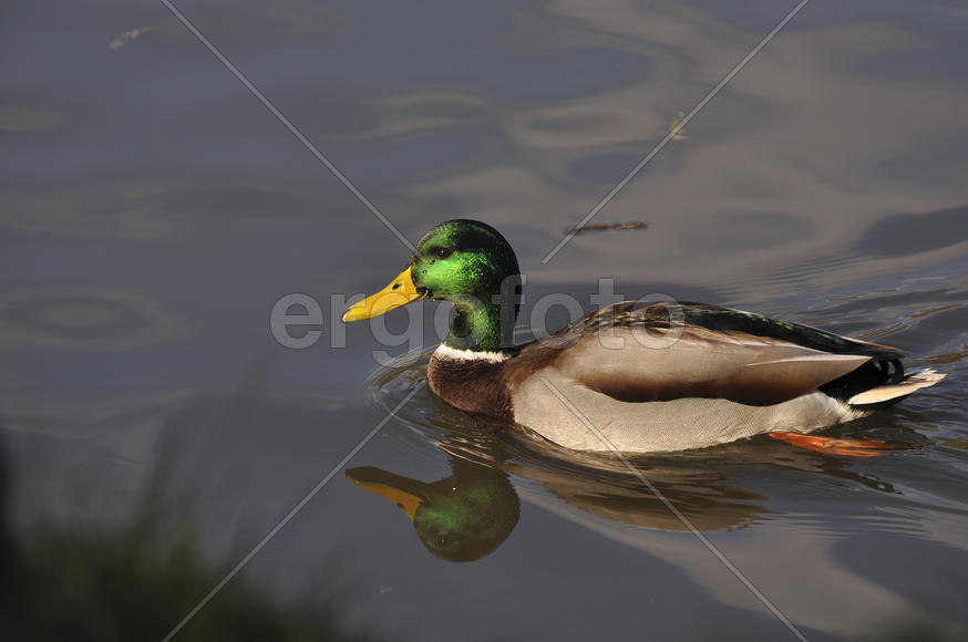 Утки на Борисовских прудах. Москва
