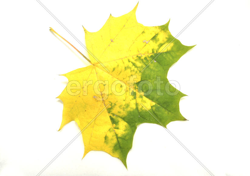 Кленовый лист на белом фоне