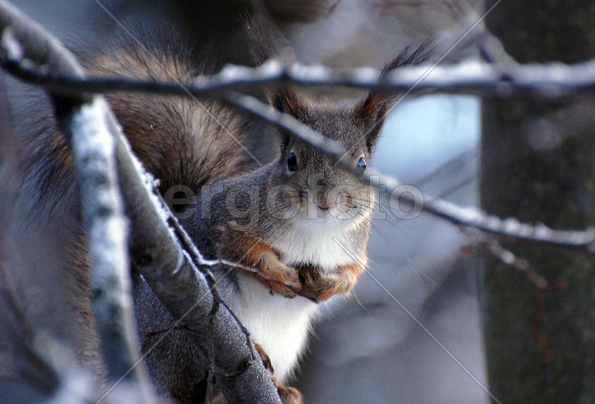 Белка смотрит на меня сквозь ветки