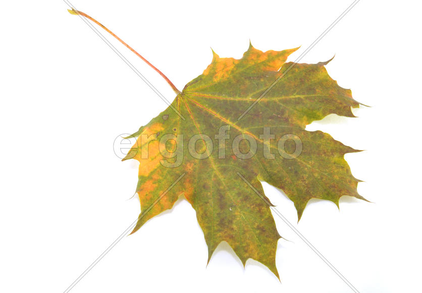 Кленовый лист на белом фоне