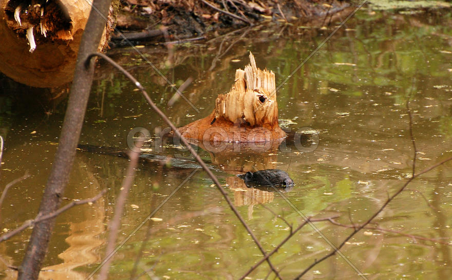 Бобр плывет мимо поваленного дерева