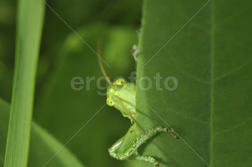 Зеленый кузнечик крупным планом в траве