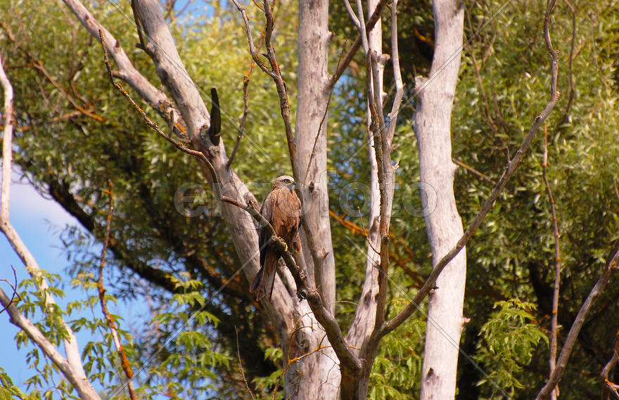 Черный коршун сидит на дереве и смотрит вдаль