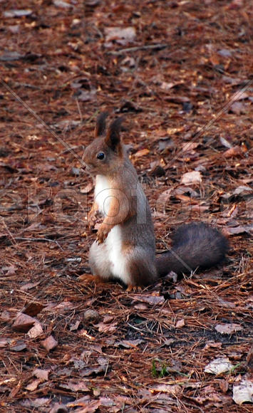 Белка стоит на задних лапах