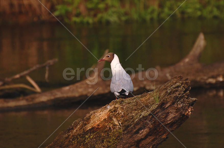 Чайка сидит на дереве