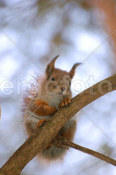 Недовольная белка сидит на ветке