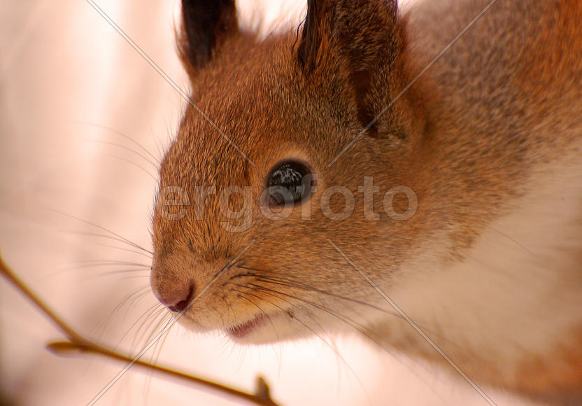 Портрет белки крупным планом