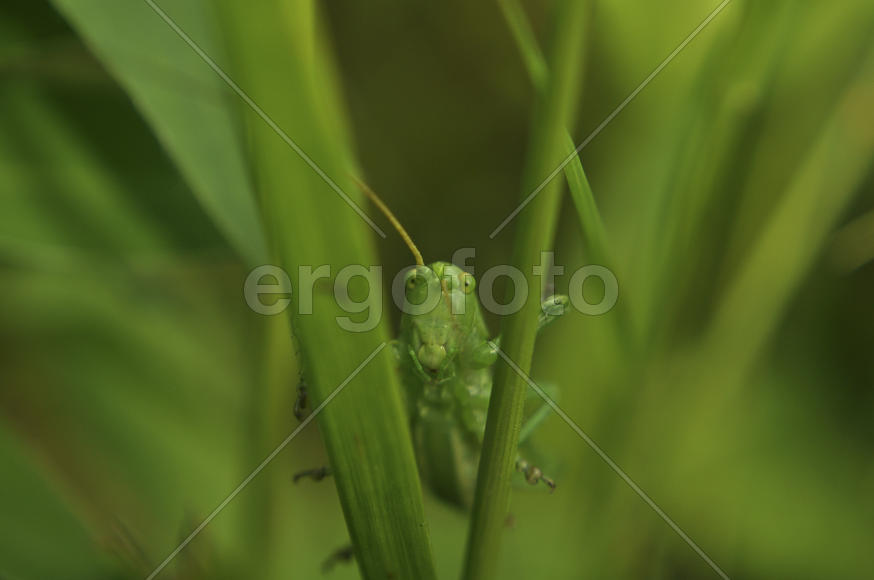 Зеленый кузнечик крупным планом в траве