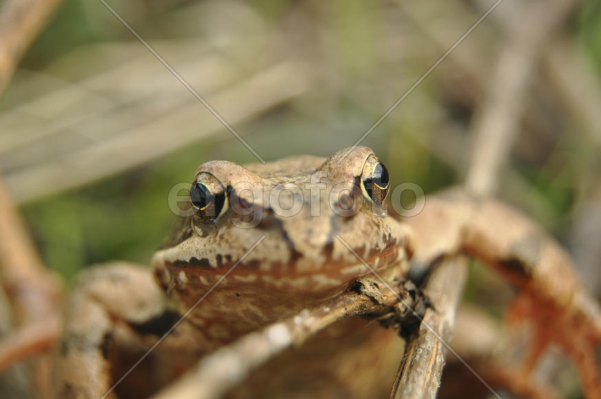 Портрет лягушки