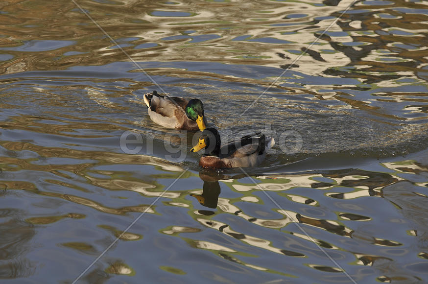 Утки на Борисовских прудах. Москва