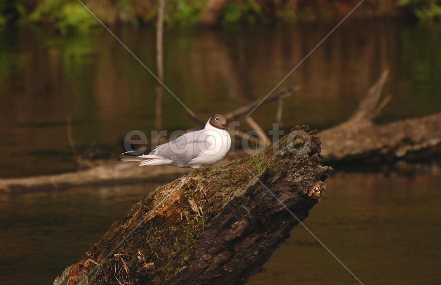 Озёрная чайка