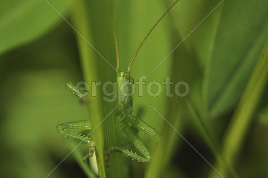 Зеленый кузнечик крупным планом в траве