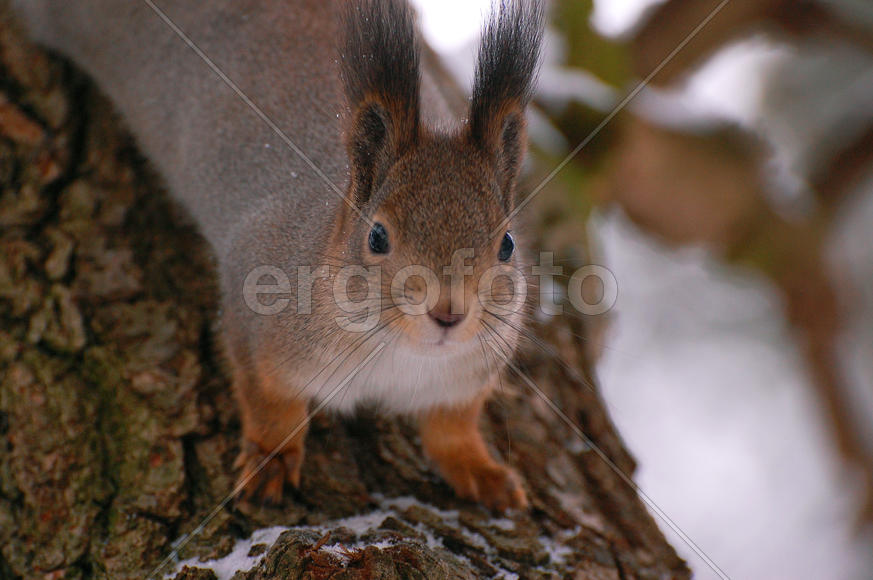 Белка смотрит в камеру