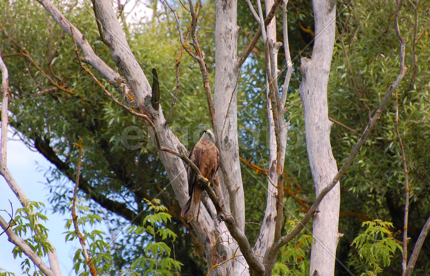 Черный коршун сидит на засохшем дереве и вертит головой