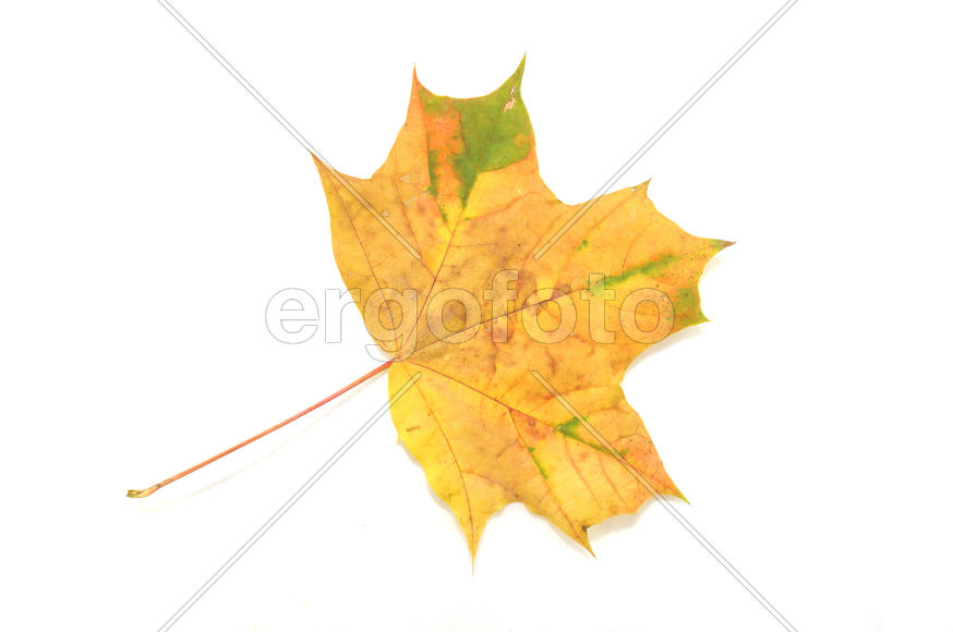 Кленовый лист на белом фоне