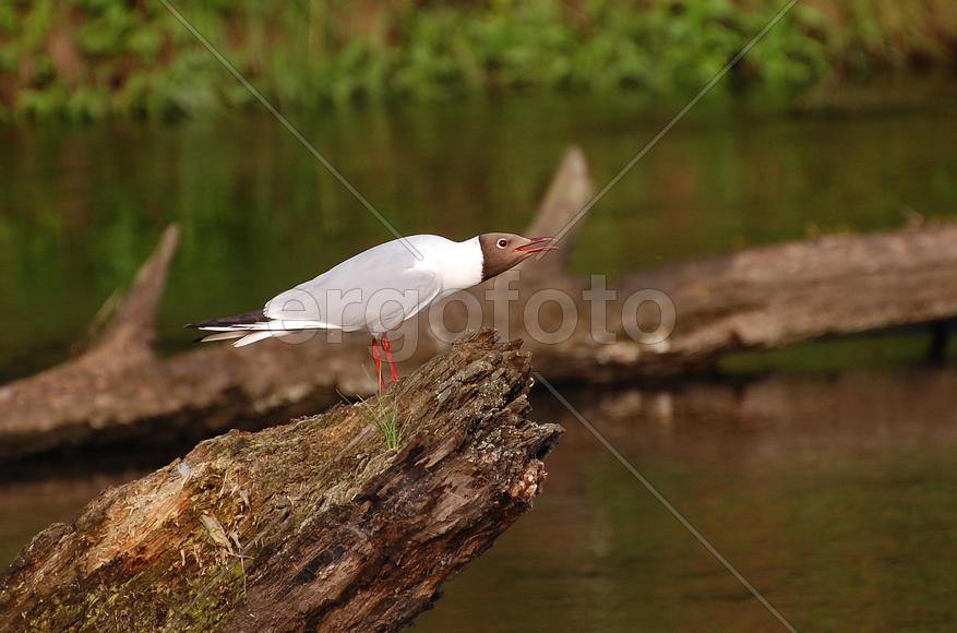 Чайка сидит на дереве и кричит