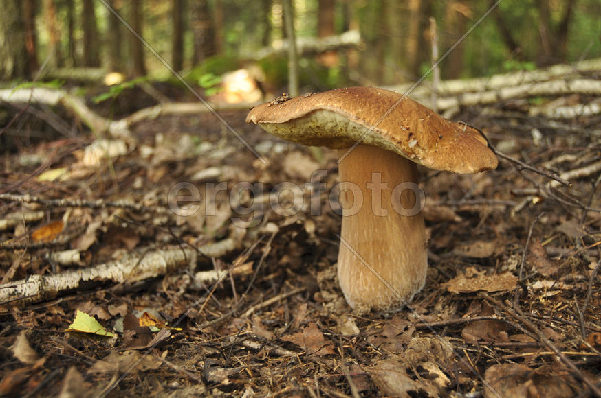 Большой белый гриб в лесу 