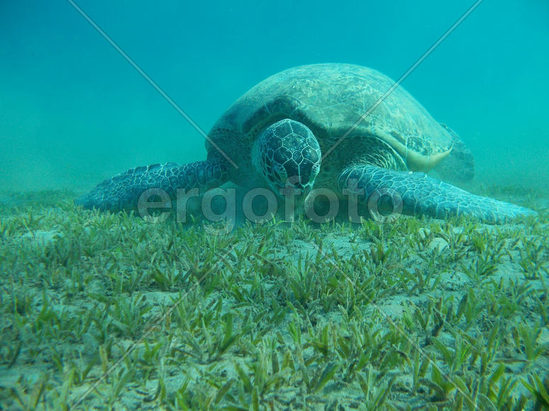 Черепаха на морском лугу