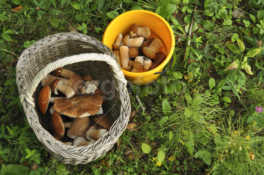Корзина с грибами