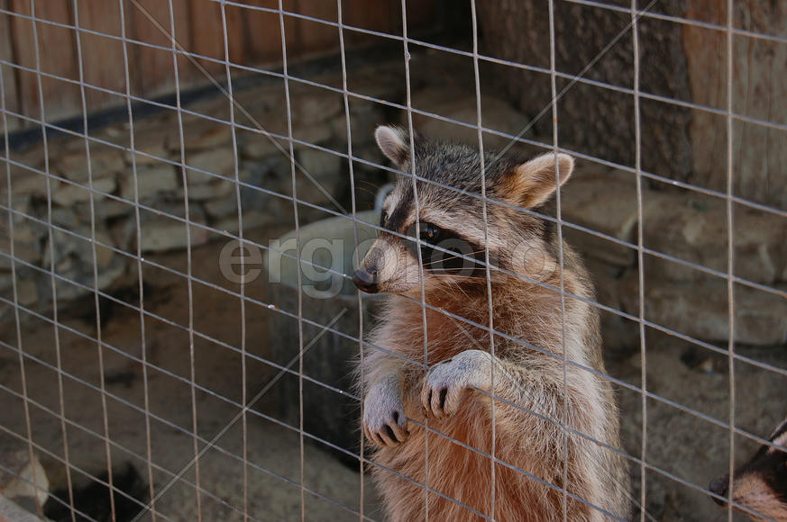 Енот за решеткой