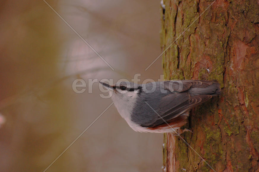Поползень сидит на дереве и смотрит вдаль