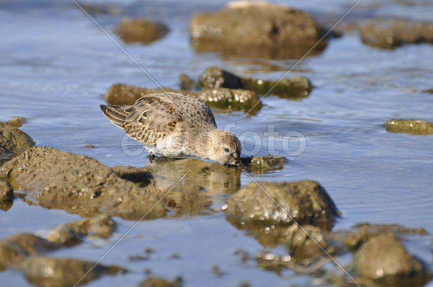 Наблюдение за куликом