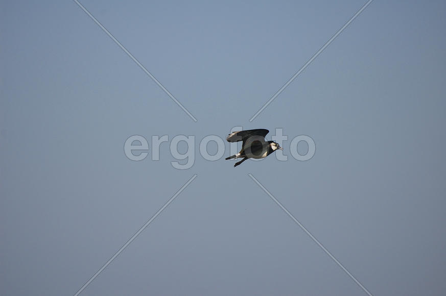 Чибис в полете