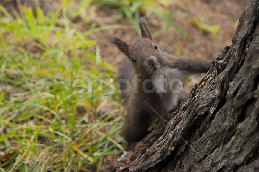 Белка на дереве