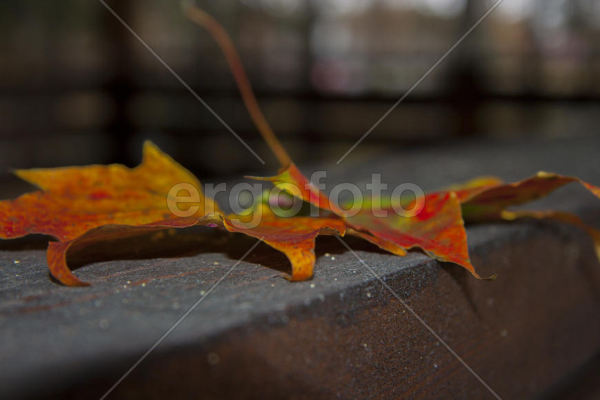 Осенний лист