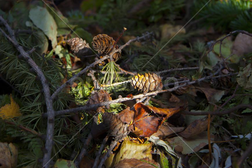 Букашка в осеннем лесу