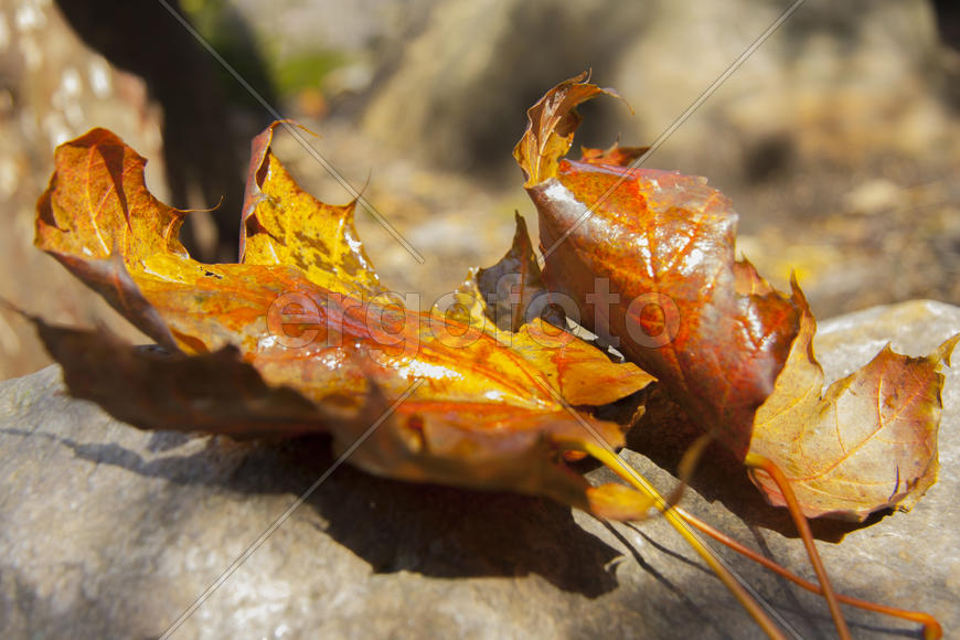 Осенний лист