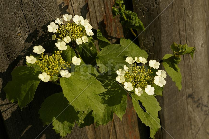 Так цветёт калина — просто танец вальс