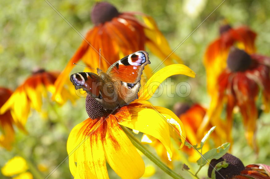 Бабочка на цветке