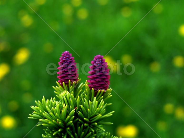 Так цветёт сосна 