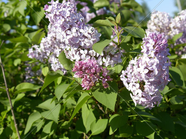 Сирень цветёт