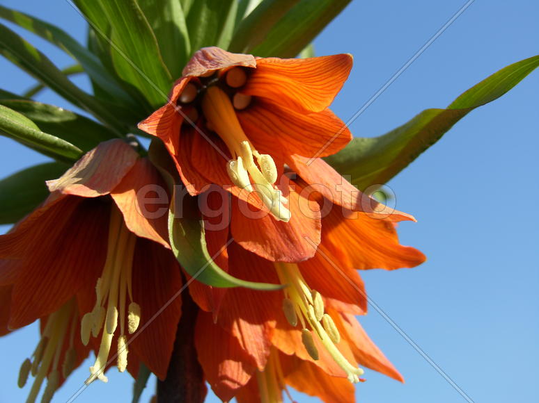 Красивые колокольчики