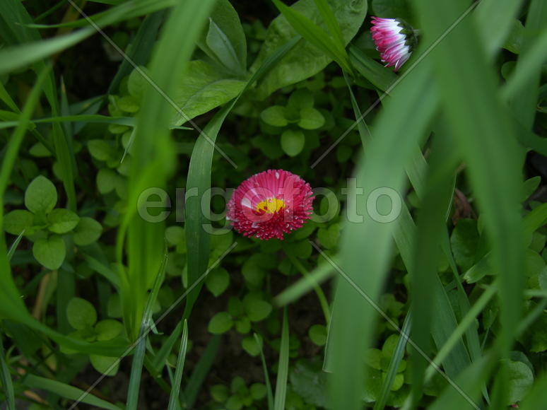 Маргаритка