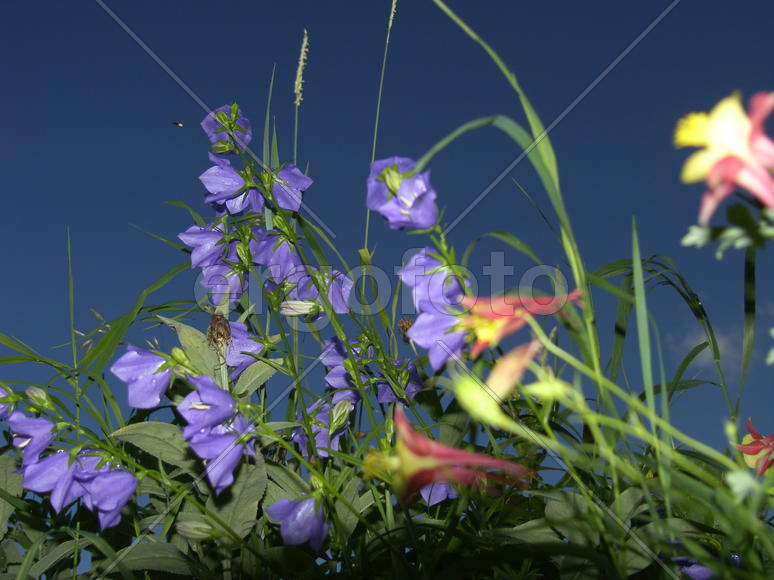 Голубые цветы