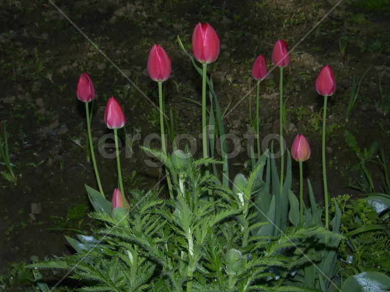 Тюльпаны