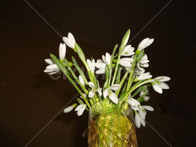 Подснежники- первоцветы